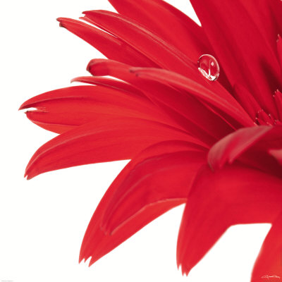 Gerbera Rouge Print at Art.com