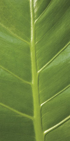 Verdant Trio III Print Verdant Trio III Print