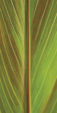 Verdant Trio I Print Verdant Trio I Print