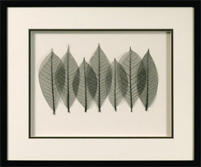 Seven Leaves Coal Dimensional Product Seven Leaves Coal Dimensional Product