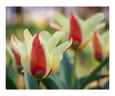 Graceful Tulips Photographic Print Graceful Tulips Photographic Print
