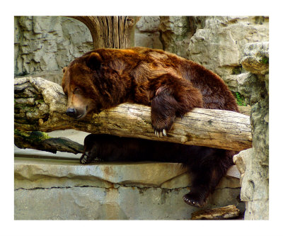 Just Relax... Photographic Print Just Relax... Photographic Print