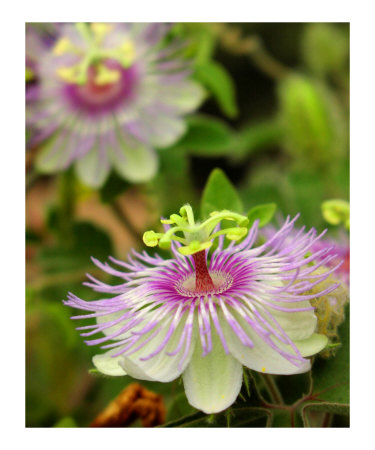 The Passion Photographic Print The Passion Photographic Print