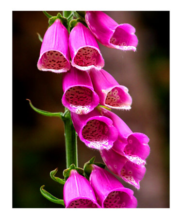 Neon Blooms Photographic Print Neon Blooms Photographic Print