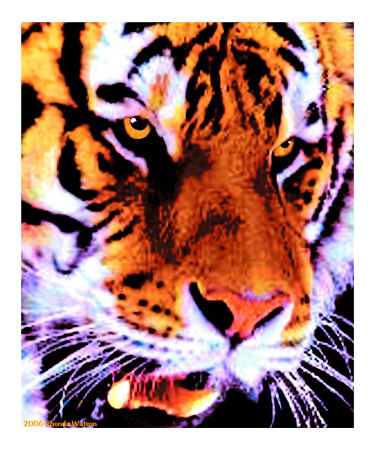 Wild Cat Tiger Giclee Print Wild Cat Tiger Giclee Print