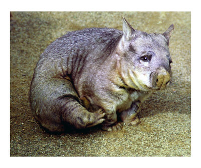 Wombat Witn an Itch Photographic Print Wombat Witn an Itch Photographic Print