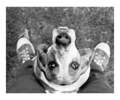 Nimrod with Feetq Photographic Print Nimrod with Feetq Photographic Print
