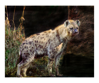 Spotted Hyena Photographic Print Spotted Hyena Photographic Print
