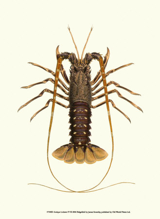 Antique Lobster IV Print Antique Lobster IV Print
