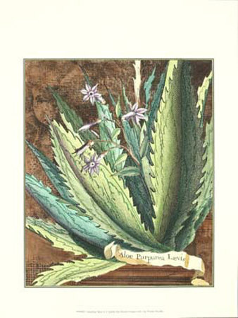 Graphic Aloe II Print Graphic Aloe II Print