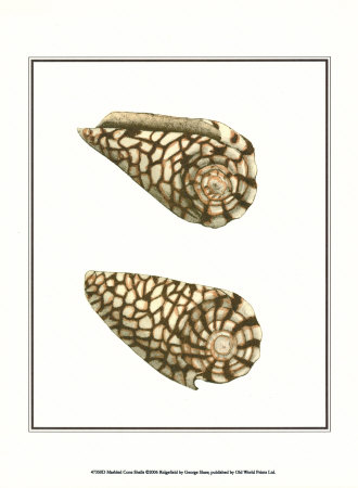 Marbled Cone Shells Print Marbled Cone Shells Print