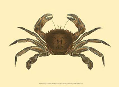 Antique Crab II Print Antique Crab II Print