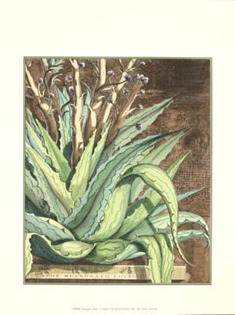 Graphic Aloe I Print Graphic Aloe I Print