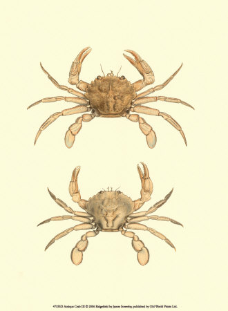 Antique Crab III Print Antique Crab III Print
