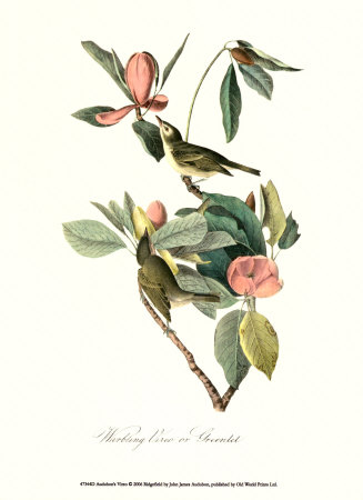 Vireo Print Vireo Print