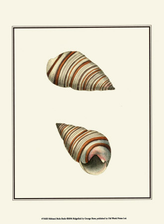 Ribband Bulla Shells Print Ribband Bulla Shells Print