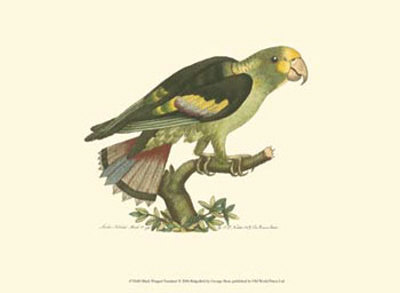 Black-Winged Parakeet Print Black-Winged Parakeet Print