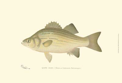 White Bass Print White Bass Print