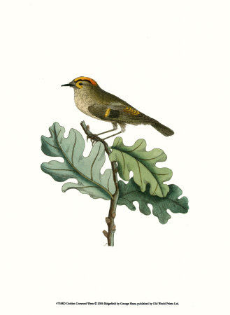 Golden Crowned Wren Print Golden Crowned Wren Print