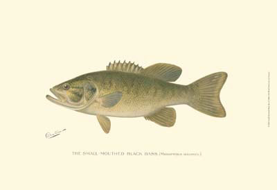 Small-Mouthed Black Bass Print Small-Mouthed Black Bass Print
