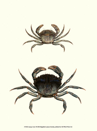 Antique Crab I Print Antique Crab I Print