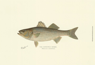 Striped Bass Print Striped Bass Print
