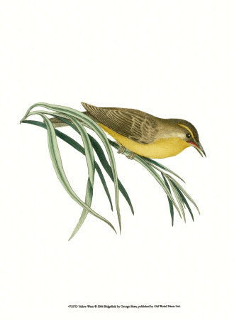 Yellow Wren Print Yellow Wren Print