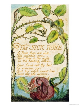 william blake songs of innocence. The Sick Rose, from Songs of