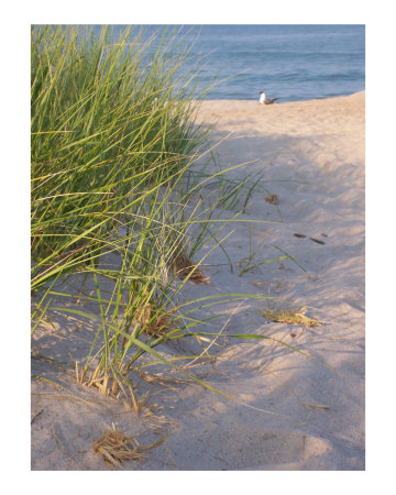 Marram Grass Photographic Print Marram Grass Photographic Print