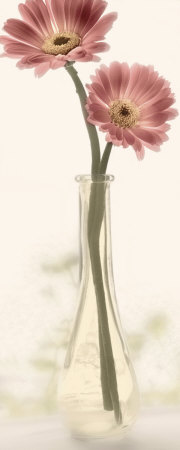 Charming Daisy Print Charming Daisy Print