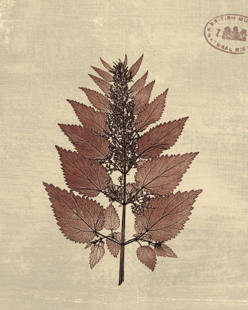 Leaf Study I Print Leaf Study I Print