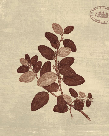 Leaf Study II Print Leaf Study II Print