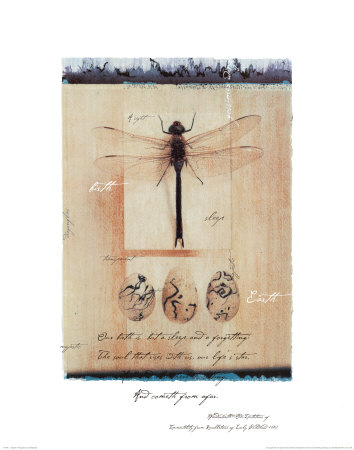 Dragon Fly Print Dragon Fly Print