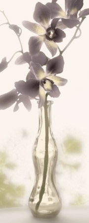 Charming Orchid Print Charming Orchid Print