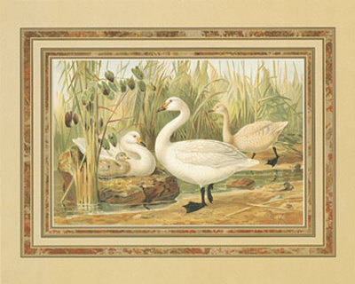 Swans Print Swans Print