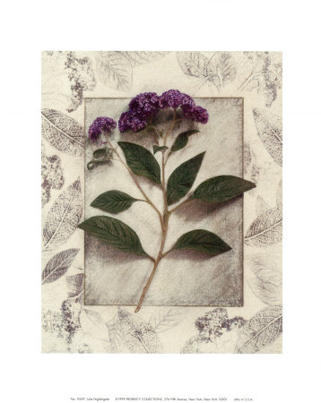 Heliotrope Print Heliotrope Print