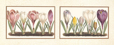 Crocuses Print Crocuses Print
