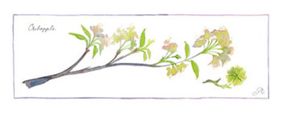 Crabapple Branch Print Crabapple Branch Print