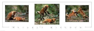 Foxes Print Foxes Print