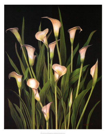 Calla Lily Cluster Print Calla Lily Cluster Print