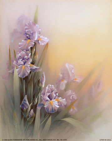Violet Iris Print Violet Iris Print