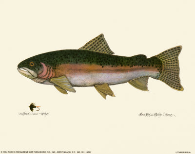 Steelhead Trout Print Steelhead Trout Print