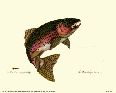 Pics Of Rainbow Trout. Rainbow Trout Print by Teri