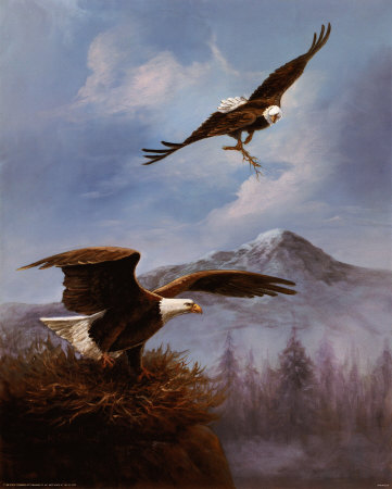 Eagle Nesting Print Eagle Nesting Print