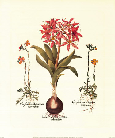 Botanical IV Print Botanical IV Print