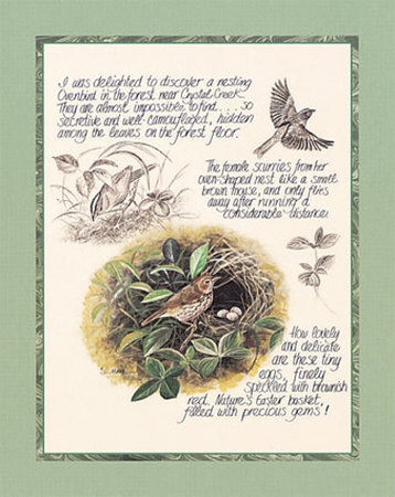 Bird Study Print Bird Study Print