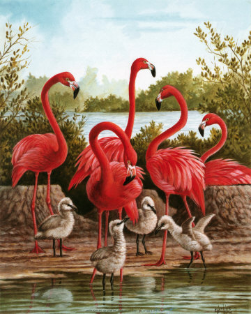 Flamingo I Print Flamingo I Print