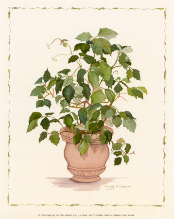 Ivy in a Clay Pot Print Ivy in a Clay Pot Print