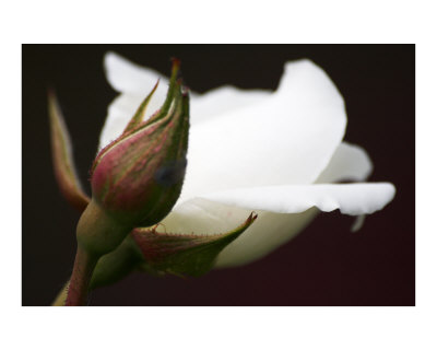 Black And White Rose Flower. +white+rose+flowers