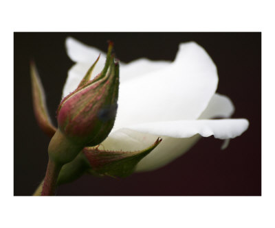 white rose flowers. Beautiful white rose bud